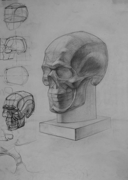 Обрубовка черепа Академический