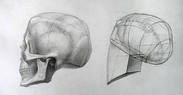 Готфрид Баммес голова и строение черепа