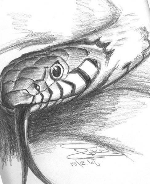 Тату змеи карандашом