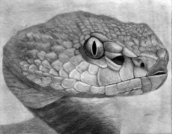 Портрет змеи