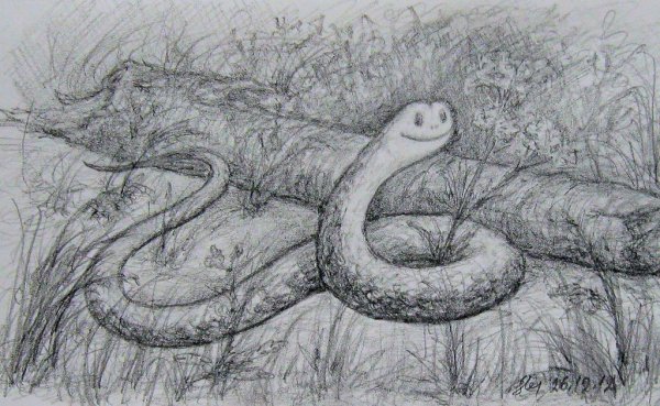 Зарисовки змей