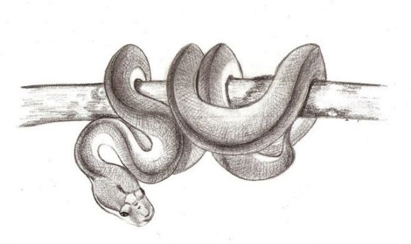 Змея карандашом для срисовки