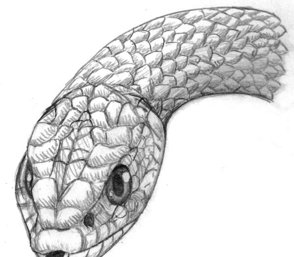 Голова змеи карандашом