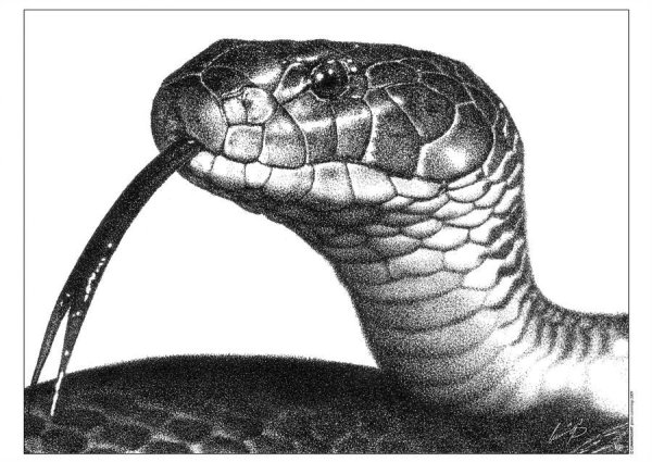 Змея карандашом