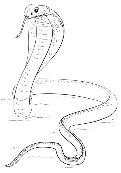 Раскраска змея Королевская Кобра