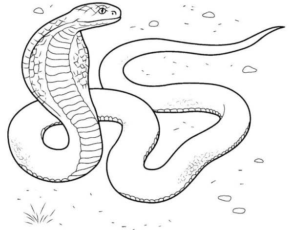 Змея рисунок