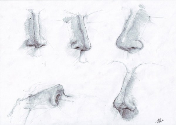 Наброски носа