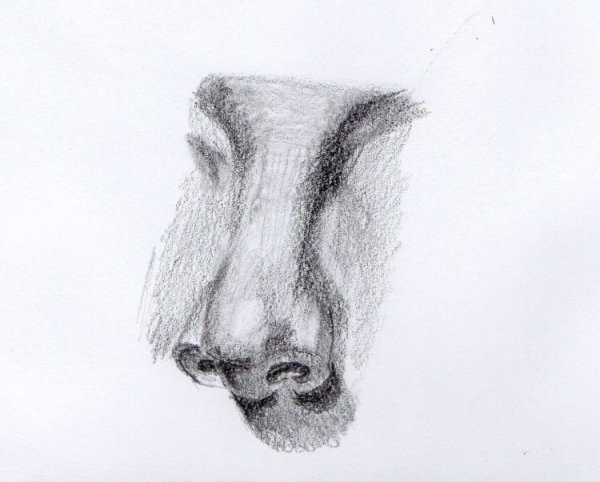 Наброски носа