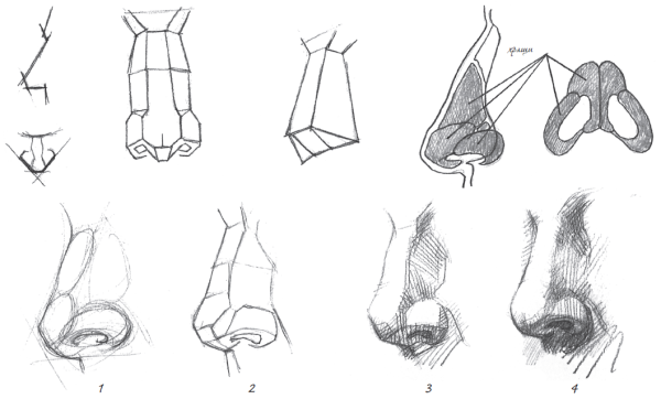 Наброски носа