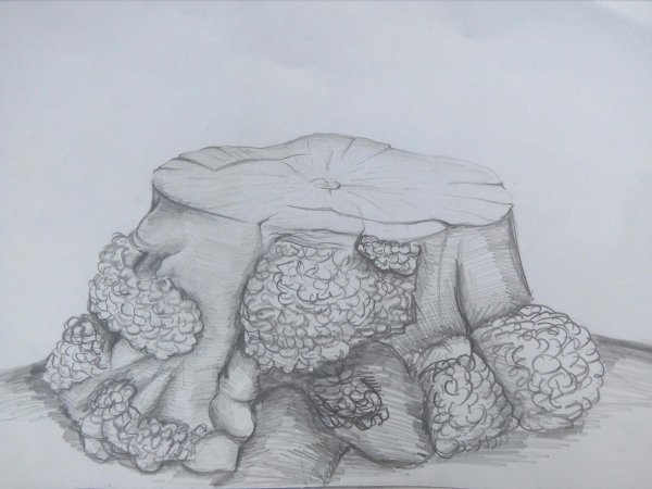 Зарисовки пней