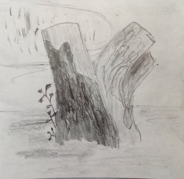 Зарисовки пней