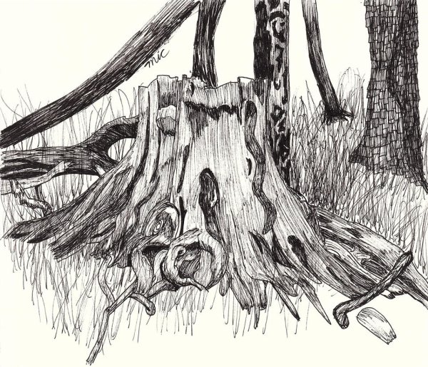 Пеньки карандашом