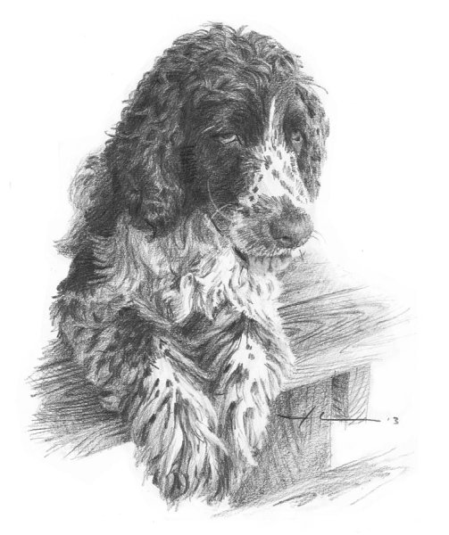 Кокер спаниель английский карандашом