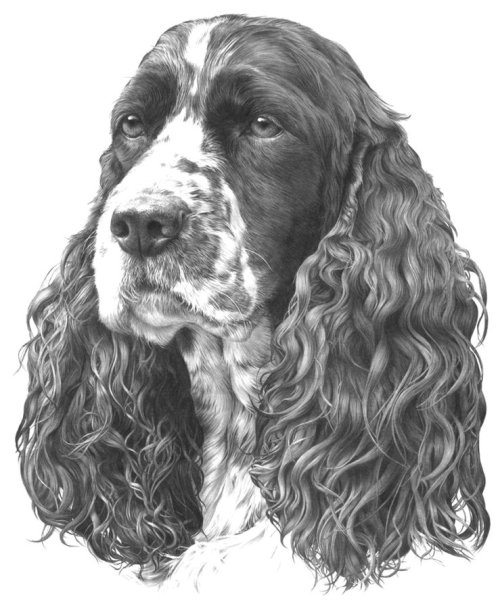 Кокер спаниель для срисовки