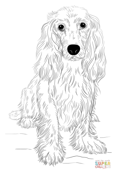 Срисовать спаниеля