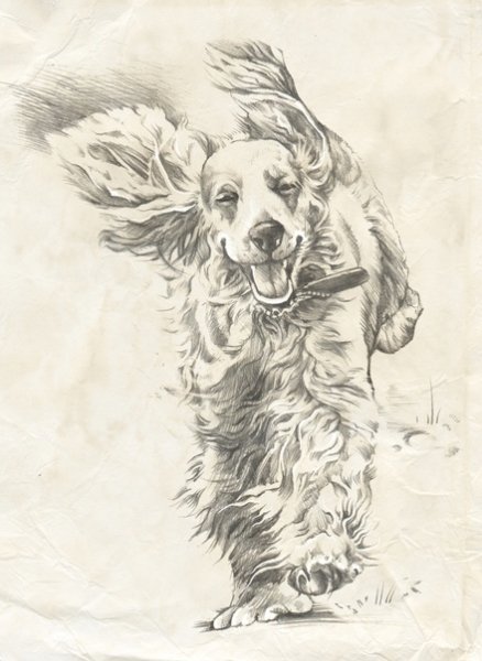 Кокер спаниель нарисовать