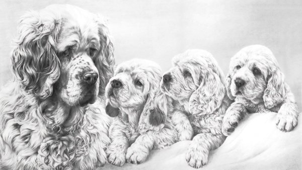 Кокер спаниель рисованй