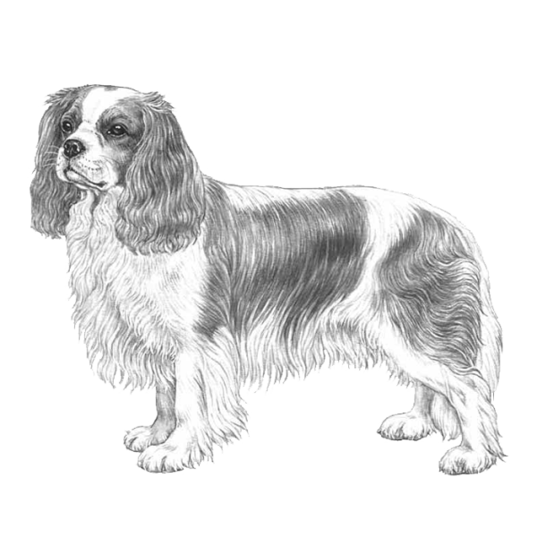 Гравюра спаниель