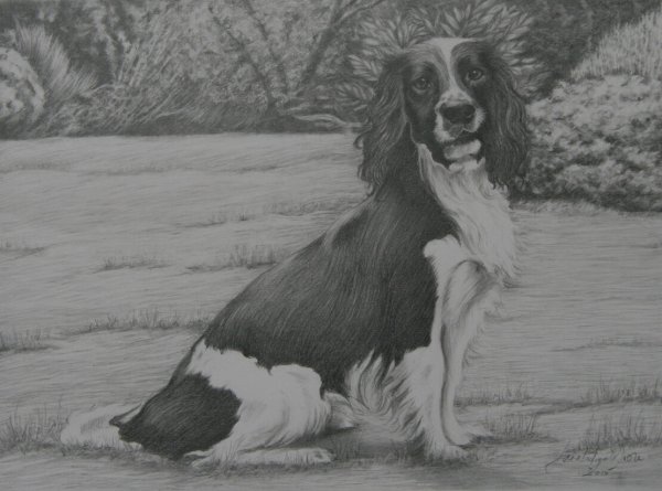 Русский охотничий спаниель акварель