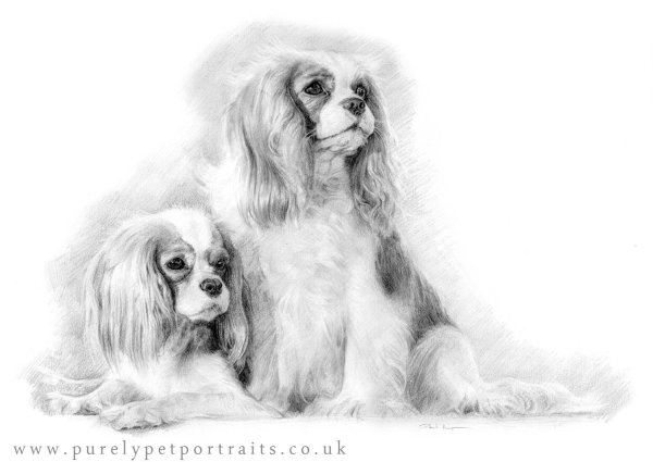 Ковер спаниель пожэтапно