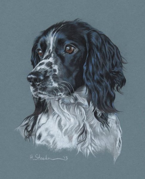 Акварель Кинг Чарльз спаниель