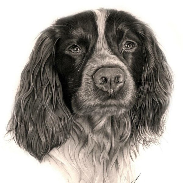 Английский кокер спаниель Графика