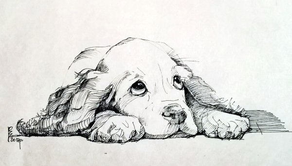 Кавалер Кинг Чарльз спаниель для срисовки