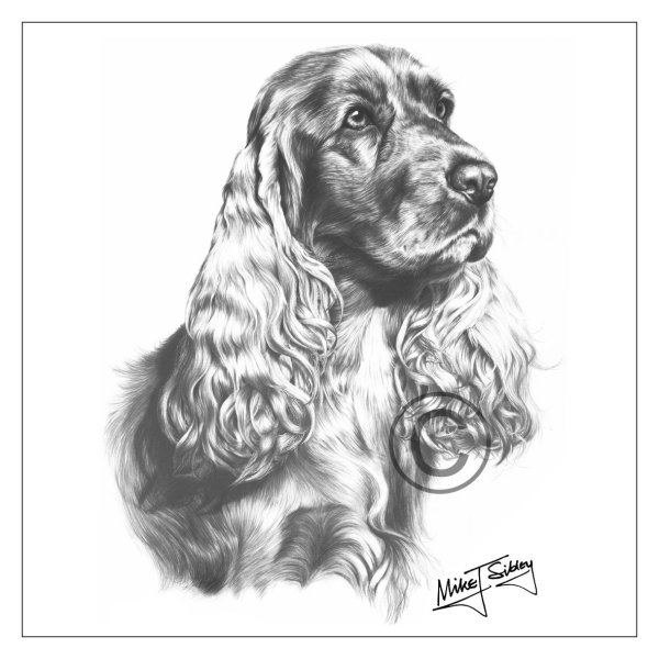 Кокер спаниель кросс