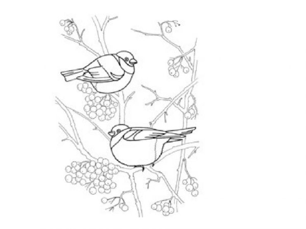 Снегирь раскраска 1 класс