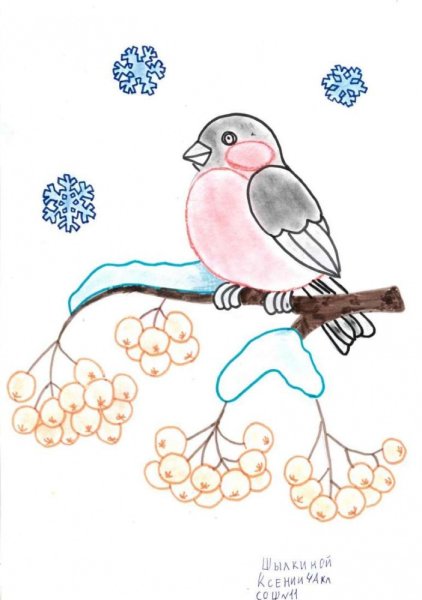 Рисование зимующие птицы