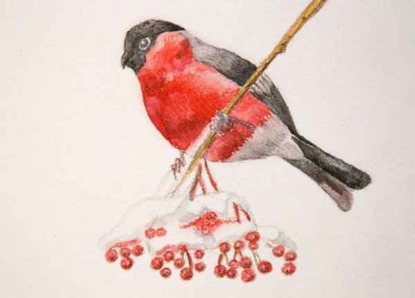 Рисование снегиря