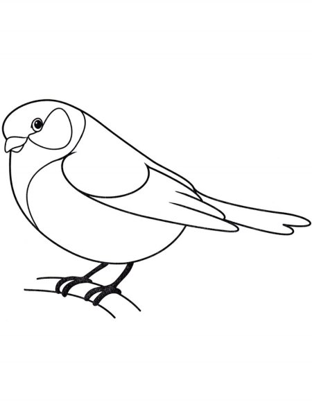 Синица раскраска для детей