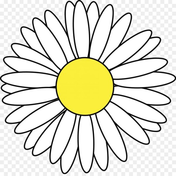 Красивая Ромашка карандашом