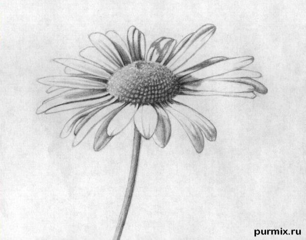 Ромашка карандашом