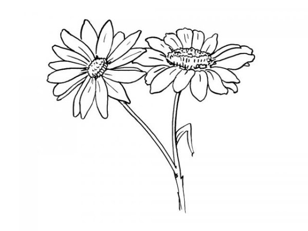 Ромашка для раскрашивания