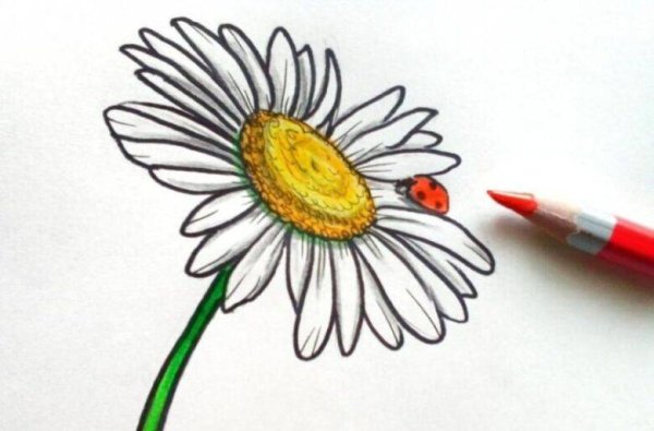 Ромашка раскраска