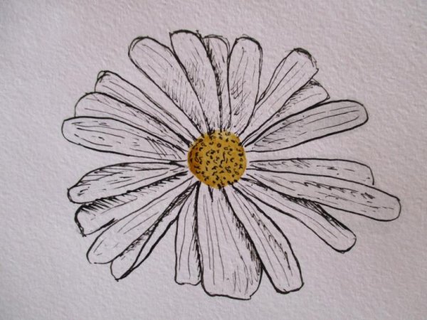 Ромашка раскраска для детей