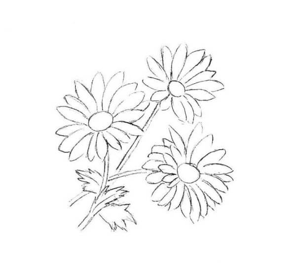 Ромашка карандашом для детей
