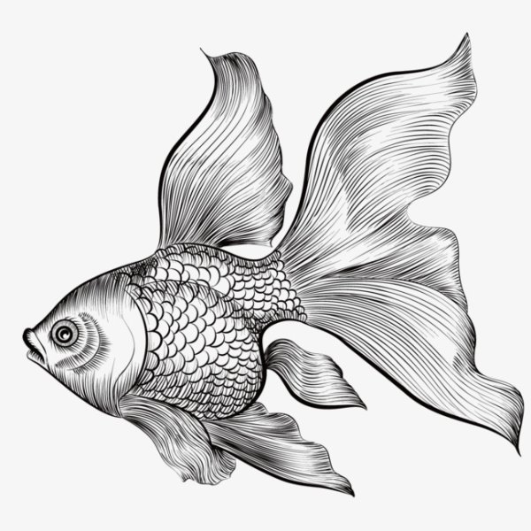 Золотая рыбка карандашом