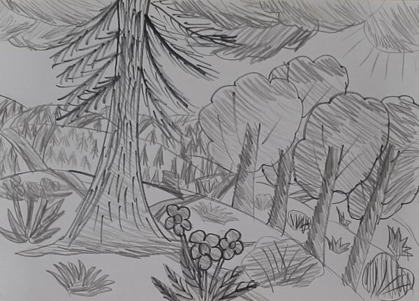 Рисунок лес летом карандашом