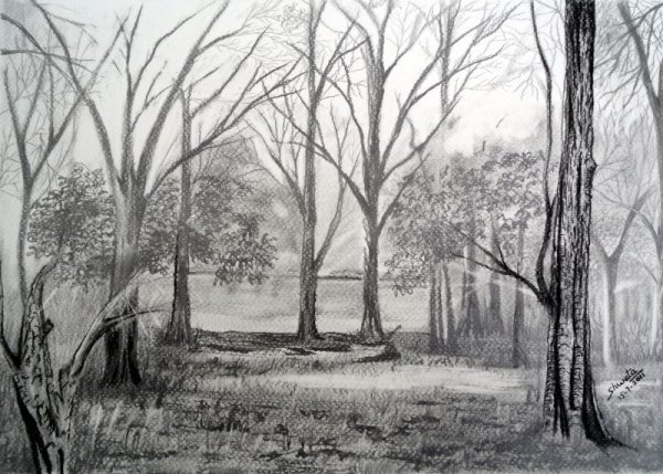Лес простым карандашом