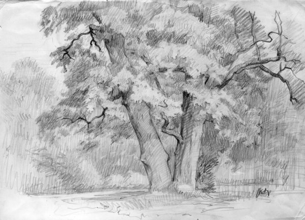 Пейзаж с деревьями карандашом