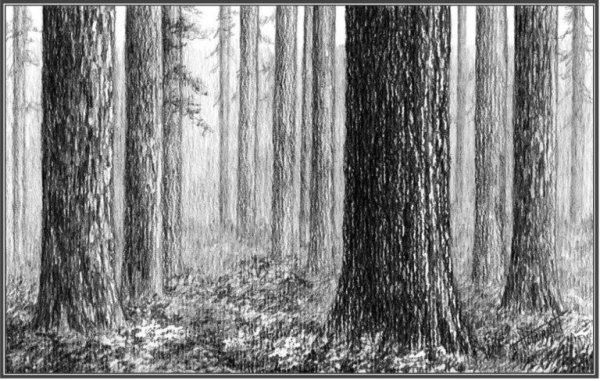 Лес карандашный рисунок