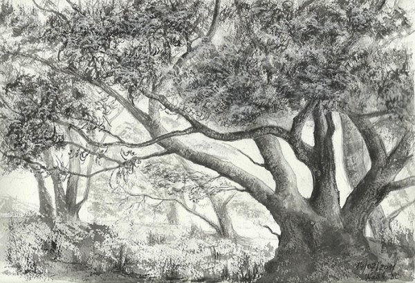 Нарисовать лес карандашом