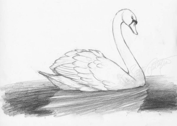 Рисунок лебедя для срисовки