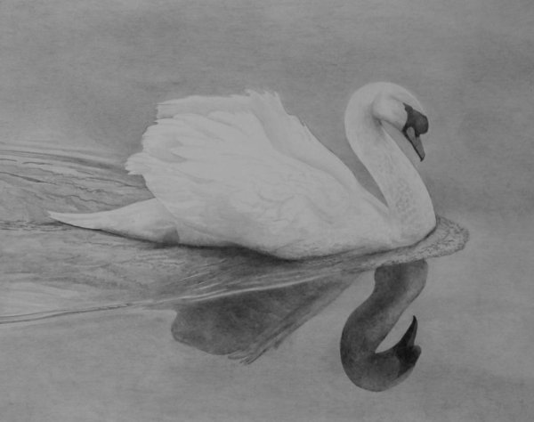 Лебедь цветными карандашами