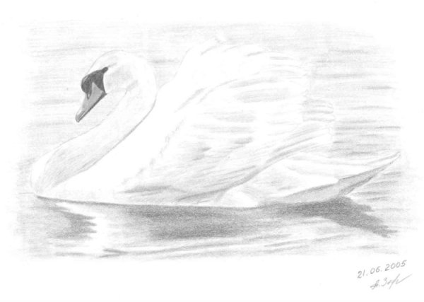 Легкий рисунок лебедя для срисовки
