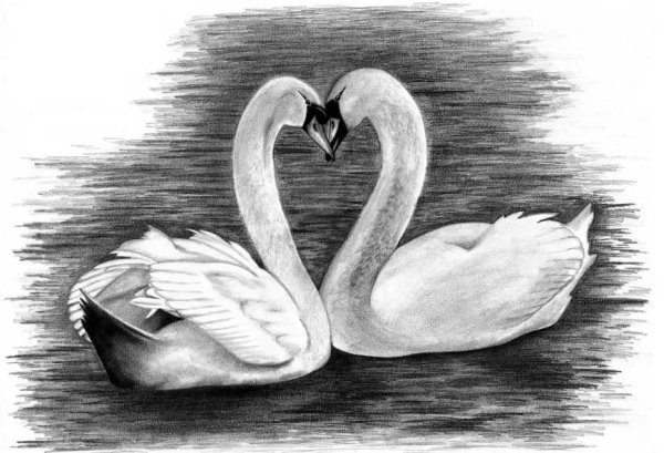Лебедь рисунок