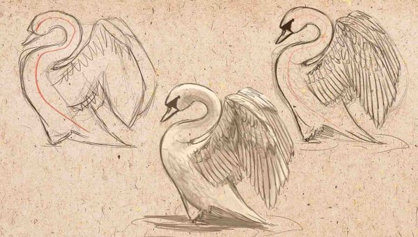 Лебедь карандашом
