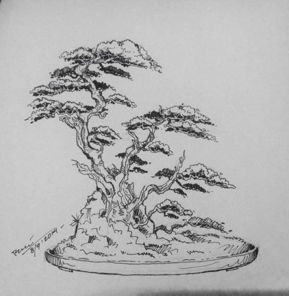 Бонсай раскраска